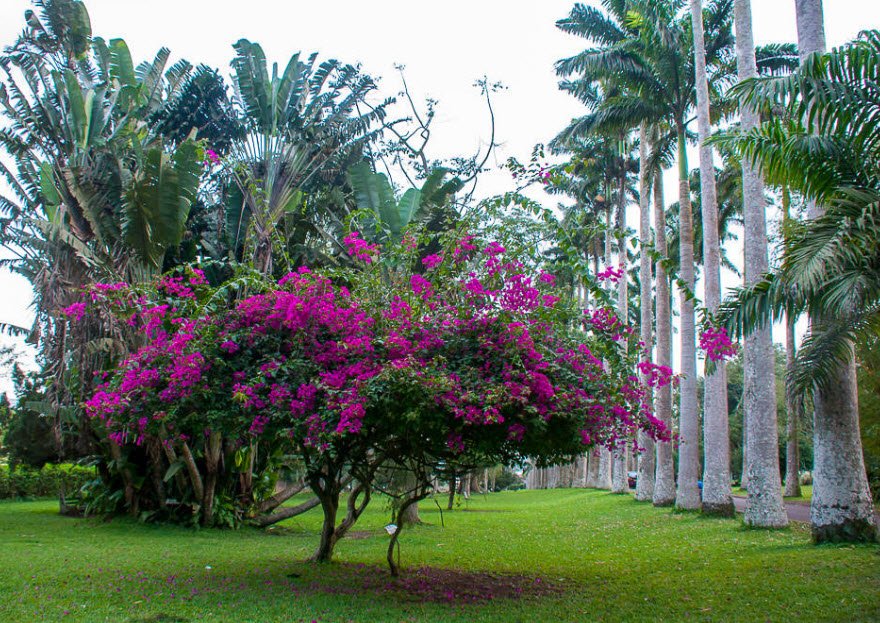 Aburi Botanical Gardens, Aburi, Eastern Region, Ghana